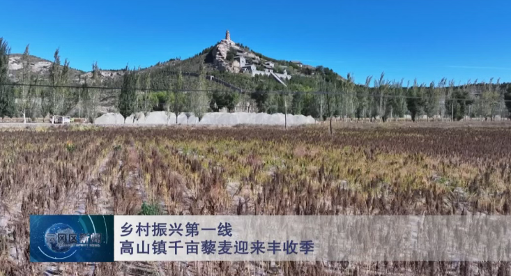 高山镇千亩藜麦迎来丰收季